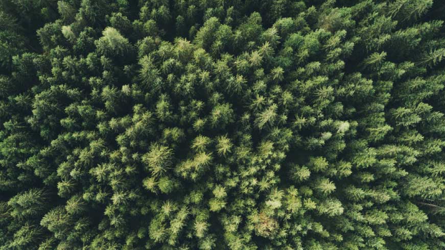 COP 28 Forest Aerial